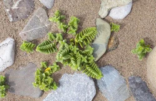 Shark tooth cactus