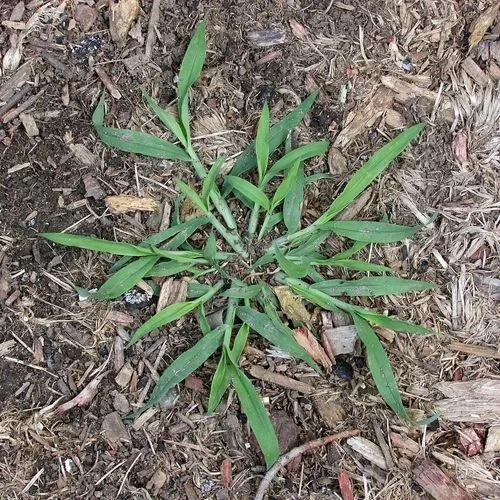 Hairy Crabgrass