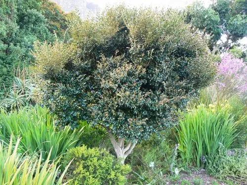 Bladdernut