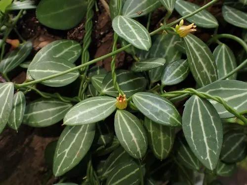 Watermelon dischidia