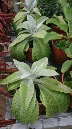 Donkey Ear plant