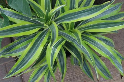 Striped dracaena