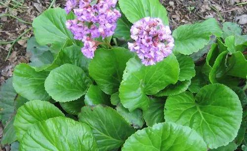 Heart-Leaved Bergenia