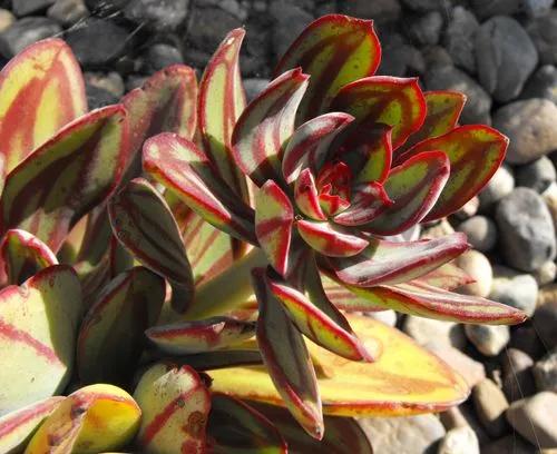 Painted Echeveria