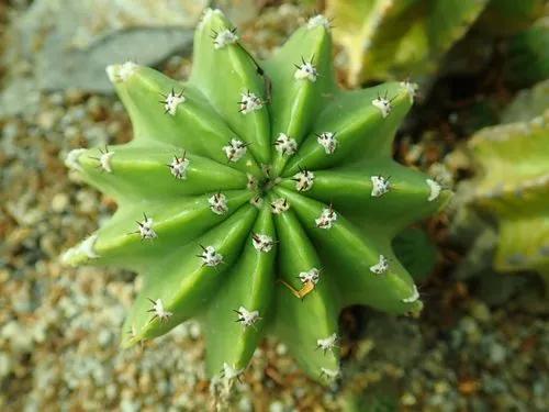 Echinopsis eyriesii