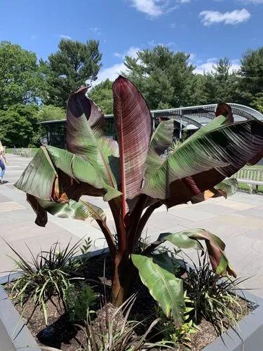 Red Abyssinian Banana