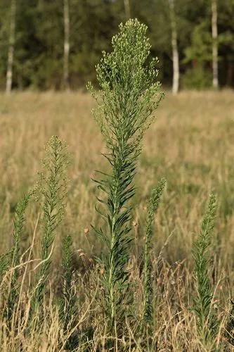 Horseweed