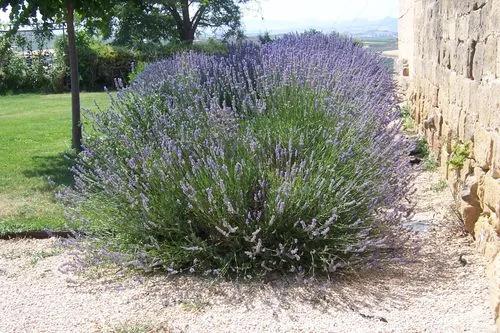 Portuguese Lavender