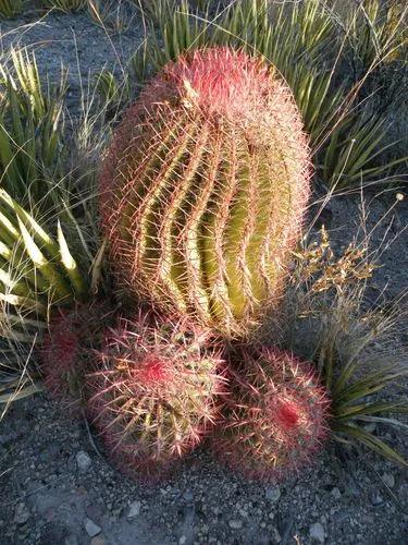 Mexican Fire Barrel Cactus