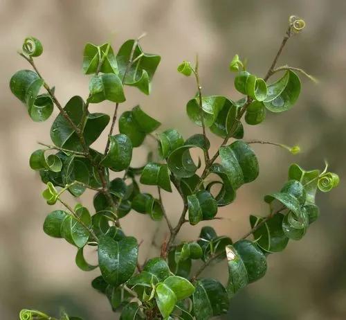 Figue pleureuse frisée