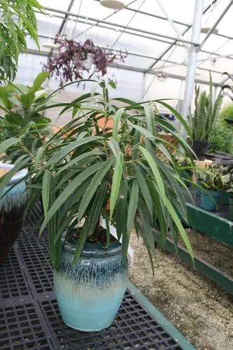 Ficus Alii Braid Plant