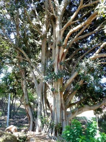 Port Jackson Fig