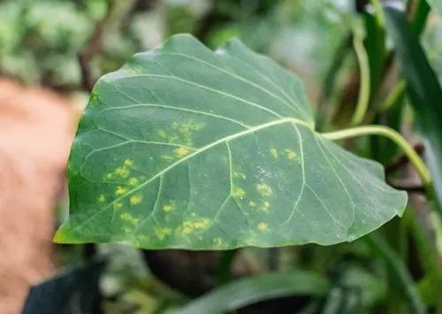 Ficus Umbellata