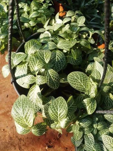 Fittonia argyroneura