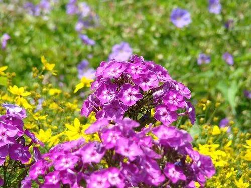 Garden Phlox