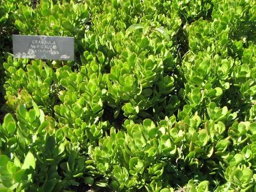 Crassula platyphylla
