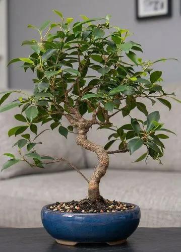 Golden Gate Bonsai