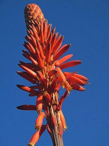 Candelabra aloe