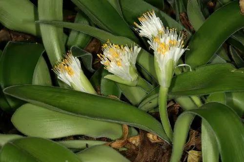 Haemanthus pauculifolius