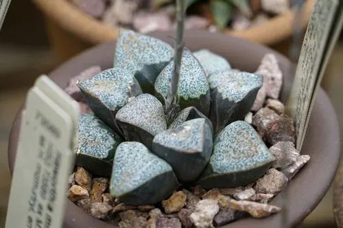 Pygmy Haworthia