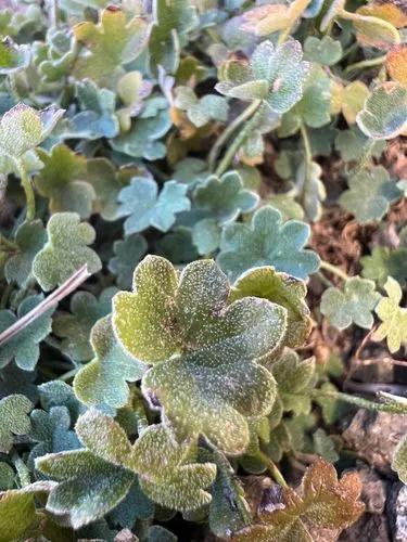 Hoary Bowlesia