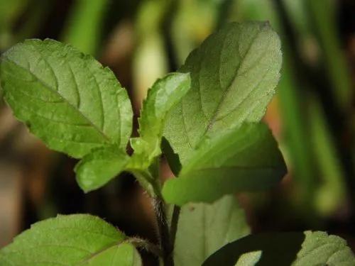 Lemon basil