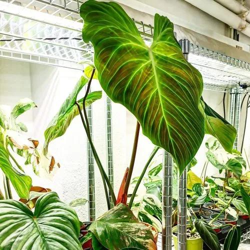 Philodendron El Choco Red