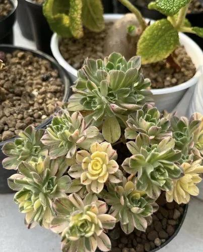 Aeonium Suncup