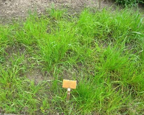 Italian Ryegrass