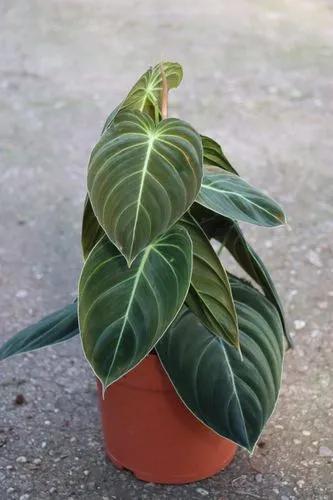 Philodendrons