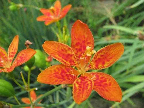 Leopard Lily