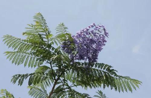 Jacaranda mimosifolia Bonsai