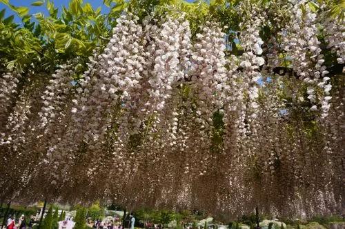 Japanese Wisteria