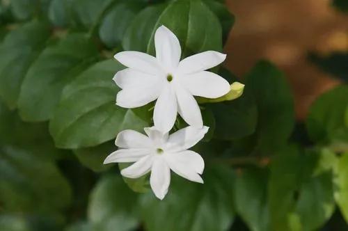 Common Jasmine