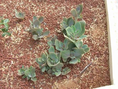 Kalanchoe longiflora