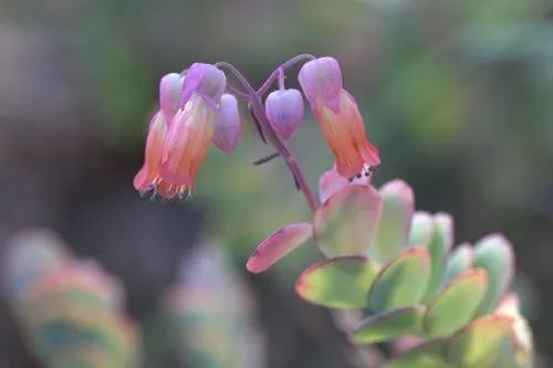 Marnier's Kalanchoe