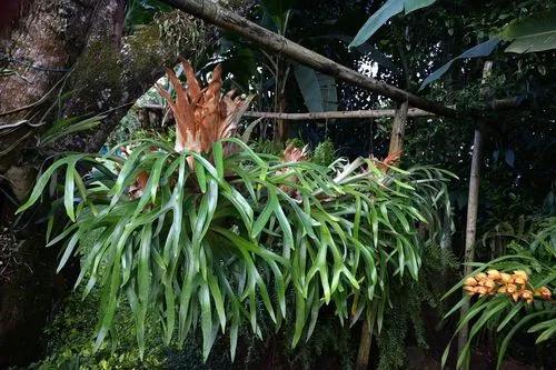 Elkhorn fern