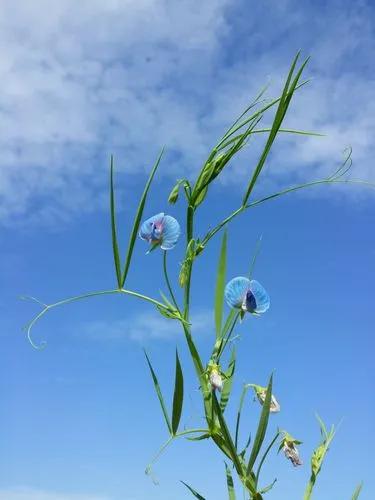 Grass Pea