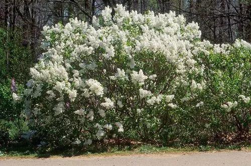 Betsy Ross Lilac