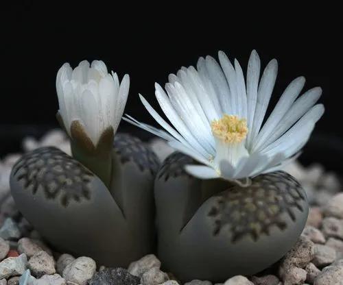 Lithops fulleri