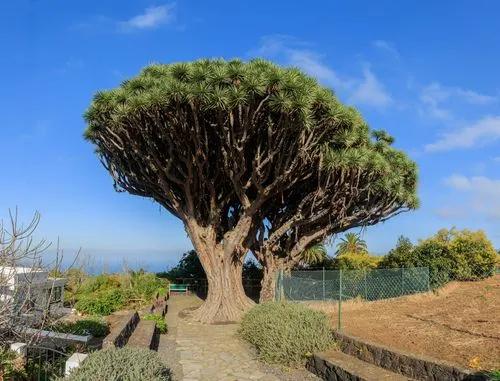 Dragon blood tree