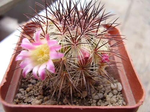 Mammillaria microhelia