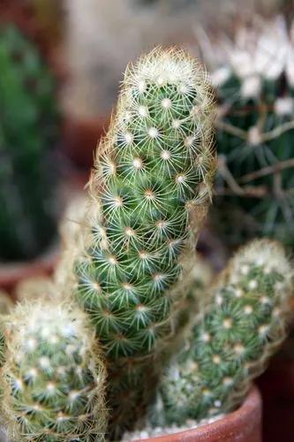 Ladyfinger cactus