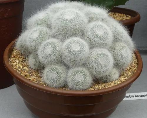 Old Lady cactus