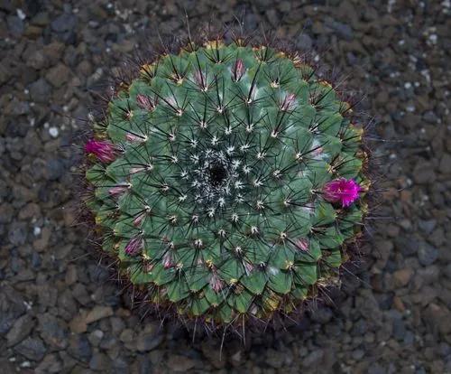 Mammillaria winterae