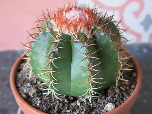 Turk's cap cactus