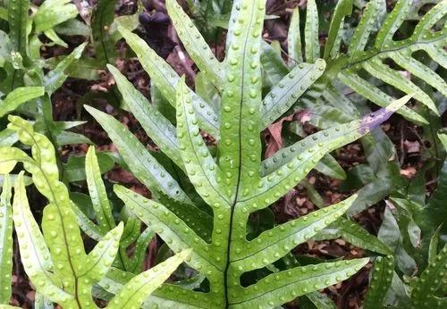 Kangaroo fern