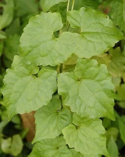 Mikania Plants