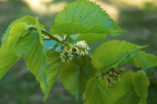 Black mulberry