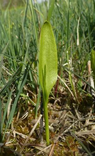 Adder's-tongue